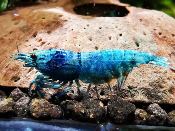 BLUE BOLT HIGH GRADE - 1.0 CM - obrazek 3